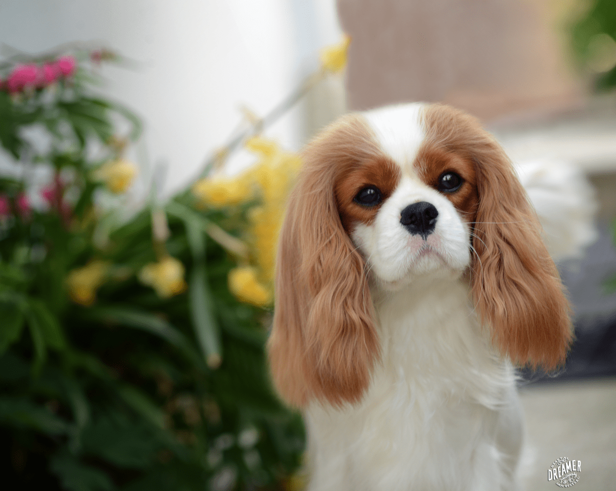 About Us Field's Edge Cavaliers